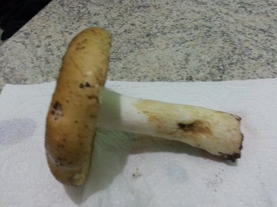 20121104_173653.jpg (161.24 KiB) Osservato 1084 volte 20121104_173653.jpg