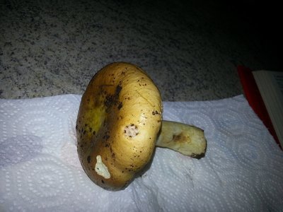 20121104_173704.jpg (146.29 KiB) Osservato 1084 volte 20121104_173704.jpg