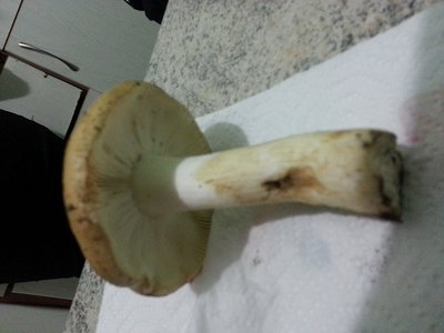 20121104_173720.jpg (142.9 KiB) Osservato 1084 volte 20121104_173720.jpg