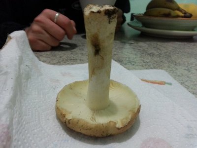 20121104_173746.jpg (143.14 KiB) Osservato 1084 volte 20121104_173746.jpg