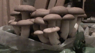 La mia ultima raccolta di 2 kg di cardoncelli / 6.jpg 6.jpg