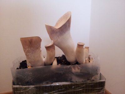 Fungo a V / 20130121_092946.jpg 20130121_092946.jpg