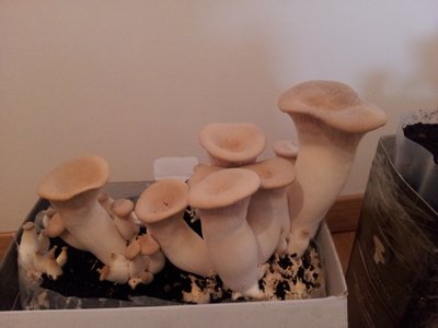 Seconda scatola.... / 20130121_093007.jpg 20130121_093007.jpg