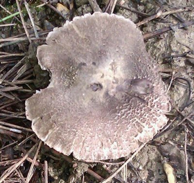 IMAG0210-1-1.jpg (117.46 KiB) Osservato 970 volte IMAG0210-1-1.jpg