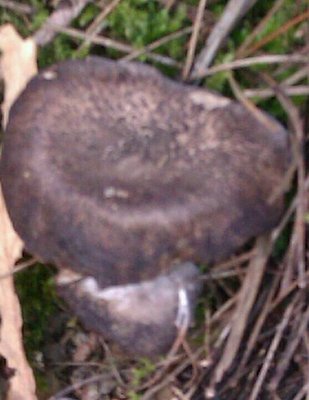 IMAG0212-1-1.jpg (47.38 KiB) Osservato 970 volte IMAG0212-1-1.jpg