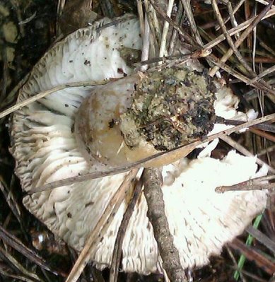 IMAG0211-1-1-1.jpg (102.01 KiB) Osservato 923 volte IMAG0211-1-1-1.jpg