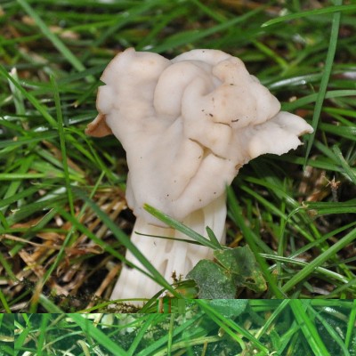 Fungo1.jpg (168 KiB) Osservato 1022 volte Fungo1.jpg