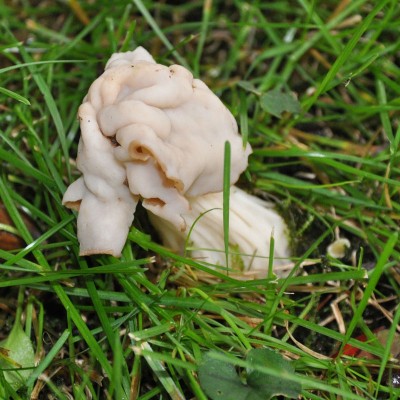 Fungo2.jpg (177.82 KiB) Osservato 1022 volte Fungo2.jpg