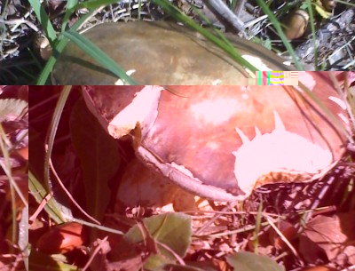 Foto a Raccolto il 09/12/2013 / 9-12-2013_1.jpg 9-12-2013_1.jpg