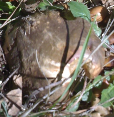 Foto b Raccolto anche questo il 09/12/2013 / 9-12-2013.jpg 9-12-2013.jpg