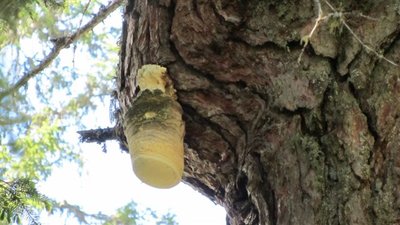 alveare.JPG (59 KiB) Osservato 1090 volte alveare.JPG