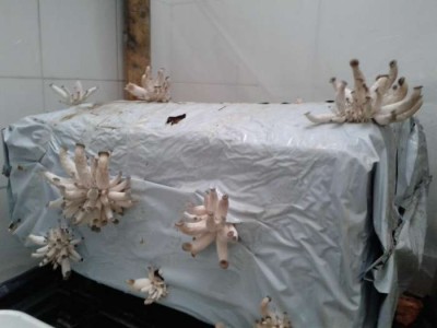 20141106_131530.jpg (27.19 KiB) Osservato 2888 volte 20141106_131530.jpg