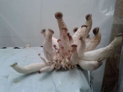 20141106_131553.jpg (21.74 KiB) Osservato 2649 volte 20141106_131553.jpg