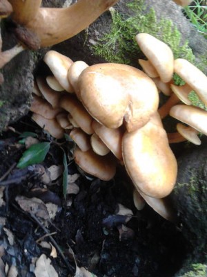 rsz_img_20141106_110336.jpg (66.16 KiB) Osservato 991 volte rsz_img_20141106_110336.jpg