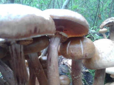 rsz_img_20141106_110330.jpg (56.45 KiB) Osservato 933 volte rsz_img_20141106_110330.jpg