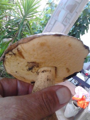 rsz_img_20141108_160738-1.jpg (50.98 KiB) Osservato 926 volte rsz_img_20141108_160738-1.jpg