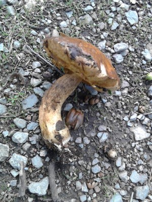 rsz_img_20141108_141050.jpg (94.57 KiB) Osservato 899 volte rsz_img_20141108_141050.jpg