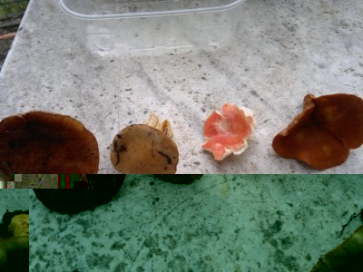 30112014767.jpg (89.67 KiB) Osservato 1325 volte 30112014767.jpg