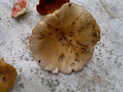 30112014768.jpg (76.71 KiB) Osservato 1325 volte 30112014768.jpg