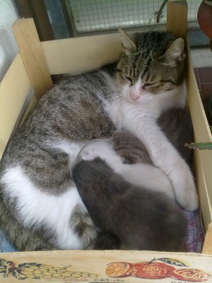 gatta1.jpg (136.09 KiB) Osservato 4459 volte gatta1.jpg