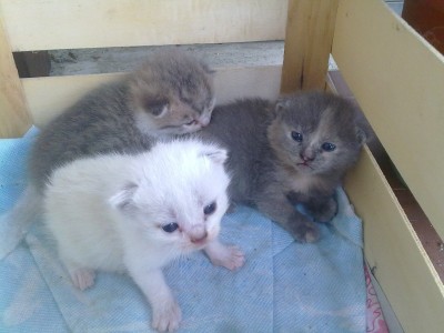 gattini.jpg (108.41 KiB) Osservato 4459 volte gattini.jpg