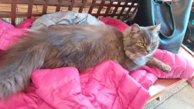 IMG-20160414-WA0006.jpg (75.69 KiB) Osservato 2876 volte IMG-20160414-WA0006.jpg