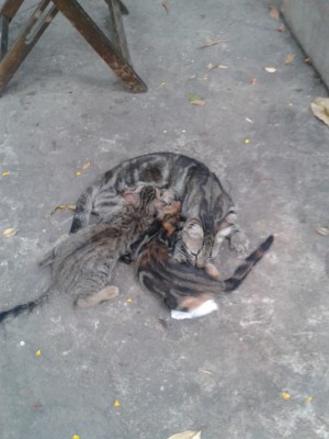 Gatto adolescente con due cuccioli, uno maschio e uno femmina / gatti ricchioni.jpg gatti ricchioni.jpg