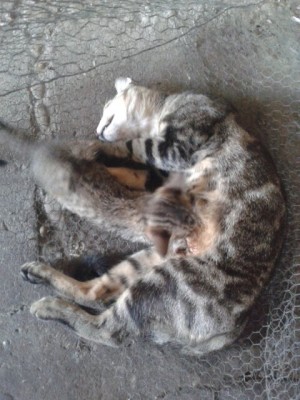 Gatto adolescente con gattino maschio / gatti ricchioni 2.jpg gatti ricchioni 2.jpg