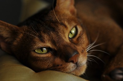 gatto-abissino.jpg (118.19 KiB) Osservato 4093 volte gatto-abissino.jpg