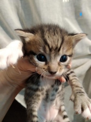 6fa1956d-2e54-4bc7-a946-fa556d2b8e1f.jpg (58.26 KiB) Osservato 4373 volte 6fa1956d-2e54-4bc7-a946-fa556d2b8e1f.jpg