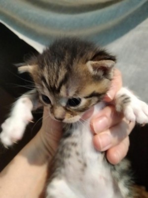 2503d619-d4a7-4278-9c3d-7e0f000bb0ca.jpg (51.22 KiB) Osservato 5049 volte 2503d619-d4a7-4278-9c3d-7e0f000bb0ca.jpg