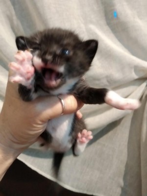 b04998a4-13e7-422f-a001-680e131a3196.jpg (48.35 KiB) Osservato 4372 volte b04998a4-13e7-422f-a001-680e131a3196.jpg