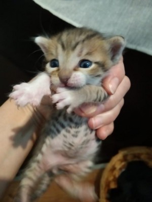 eec38d4a-ee30-4086-88c2-3282f6582218.jpg (45.58 KiB) Osservato 4372 volte eec38d4a-ee30-4086-88c2-3282f6582218.jpg