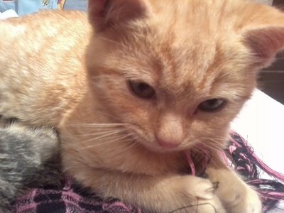 STELLA / Foto0550rid.jpg Foto0550rid.jpg