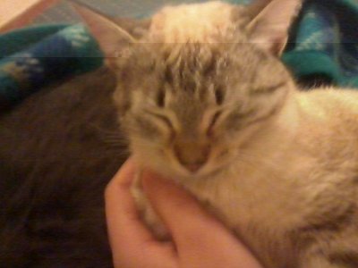 SIMBA / simba rid.jpg simba rid.jpg