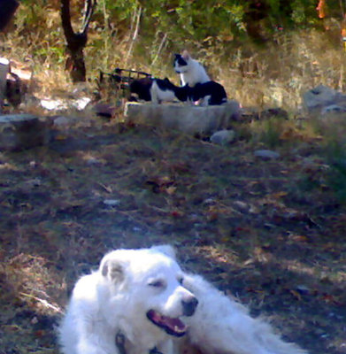 qui si vede anche il mio cane LEO / 07092011847_edited.jpg 07092011847_edited.jpg