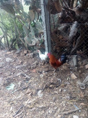 IMG_20180529_122424.jpg (206.35 KiB) Osservato 656 volte IMG_20180529_122424.jpg