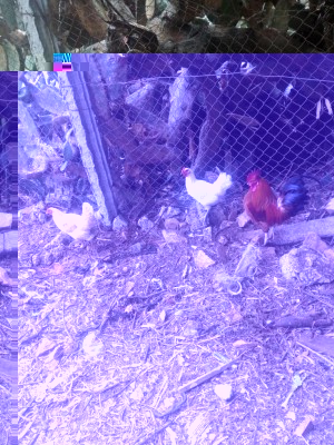 IMG_20180529_122416.jpg (202.34 KiB) Osservato 655 volte IMG_20180529_122416.jpg