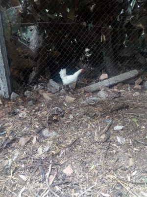 IMG_20180529_122026.jpg (195 KiB) Osservato 655 volte IMG_20180529_122026.jpg