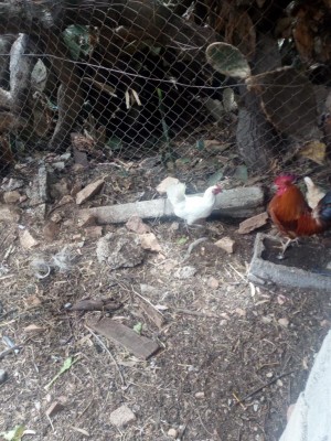 IMG_20180529_122207.jpg (165.8 KiB) Osservato 654 volte IMG_20180529_122207.jpg