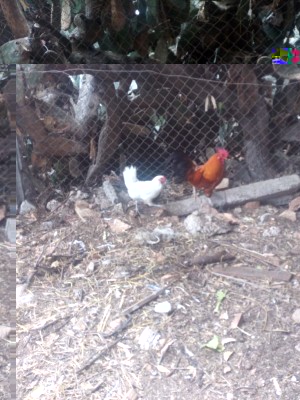 IMG_20180529_122103.jpg (123.25 KiB) Osservato 653 volte IMG_20180529_122103.jpg