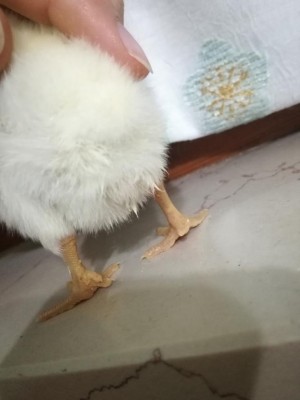 IMG_20180923_202459.jpg (45.25 KiB) Osservato 2712 volte IMG_20180923_202459.jpg