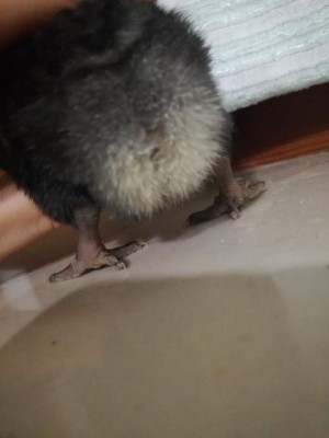 IMG_20180923_202402_1.jpg (44.36 KiB) Osservato 2841 volte IMG_20180923_202402_1.jpg