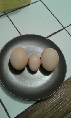 1° uovo di ibridella Nerina.jpg