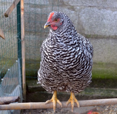 AmrocksXAustralorp.jpg