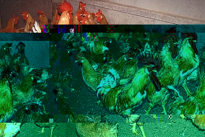 GBC%20Bionda%20di%20Buttigliera%2004.jpg (116.37 KiB) Osservato 1322 volte GBC%20Bionda%20di%20Buttigliera%2004.jpg