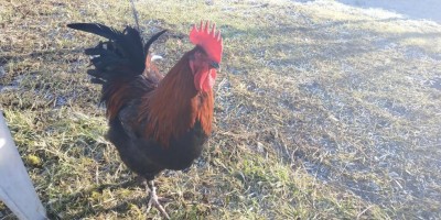 IMG_20190111_112225.jpg (146.1 KiB) Osservato 4096 volte IMG_20190111_112225.jpg