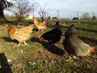 Quella che sta covando è identica a quella in primo piano ma in ogni caso ha sotto le uova di tutte. La nera l'ho acquistata da un privato, fa uova bianche. / galline.jpeg galline.jpeg