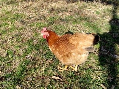 Questa è di dimensioni inferiori fa uova più piccole delle altre e bianche / gallina2.jpeg gallina2.jpeg