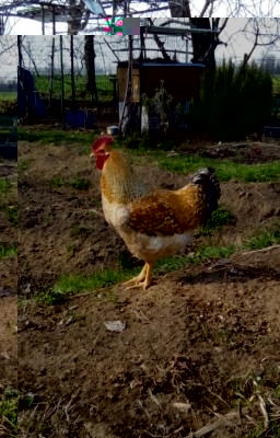 Infine il gallo. / gallo1.jpeg gallo1.jpeg
